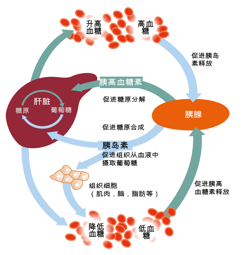 超过了人体代偿值,胰腺不能再分泌足够的胰岛素来调节血糖,空腹血糖