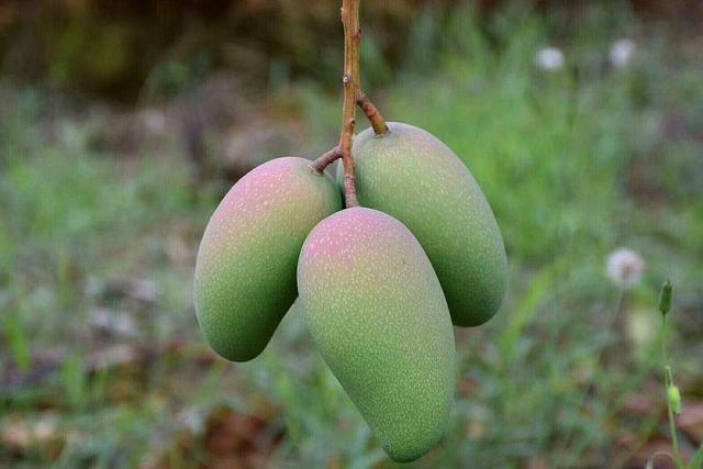 田东2019年gdp_2016年田东春节