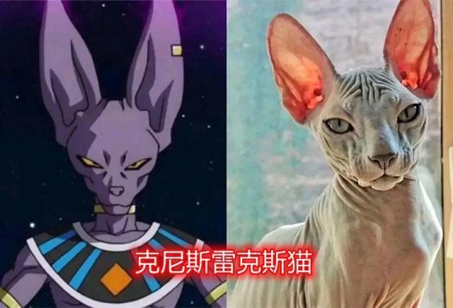 这些猫的原型你知道吗?比鲁斯的原型名字有点长,虹猫是田园猫