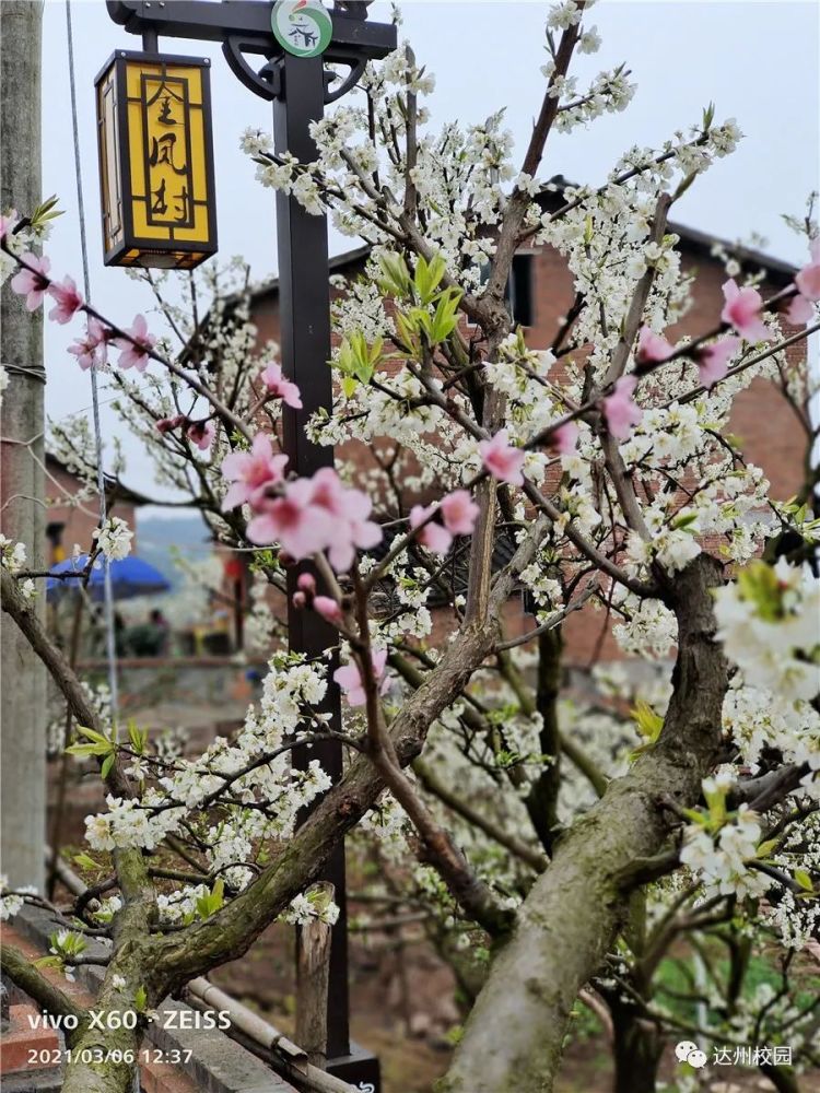 达州市通川区八小金兰学校组织女职工参观金凤村李花