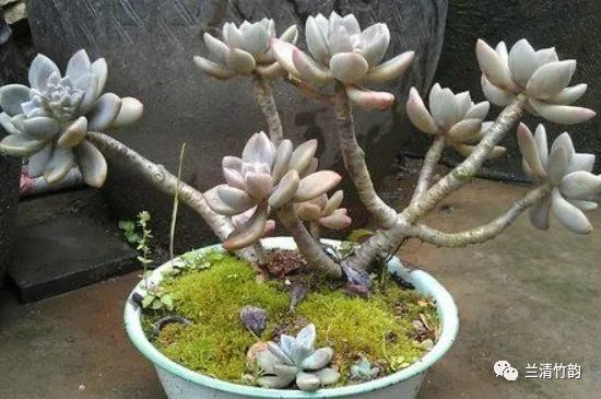 冬季土壤较为干燥,温度较低,在这样的环境下生长,反而能够使冬美人