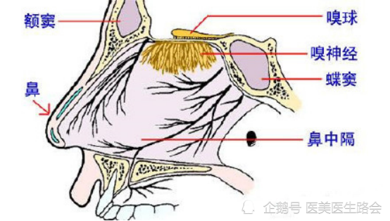 隆鼻1年后嗅觉减退是怎么回事