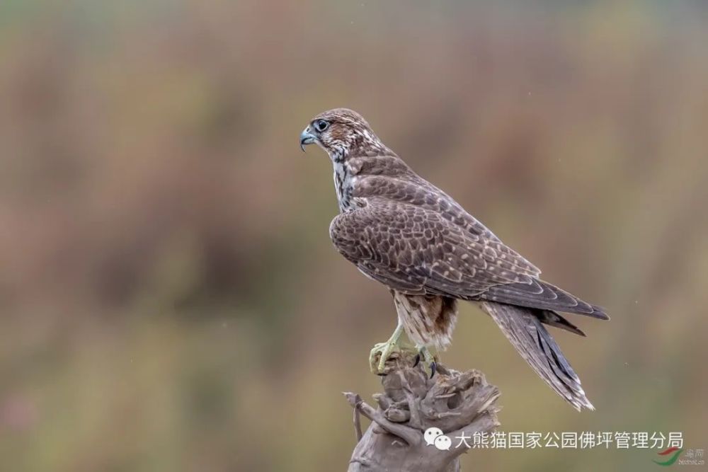 秦岭中的重点保护鸟类,都长什么样(之一)