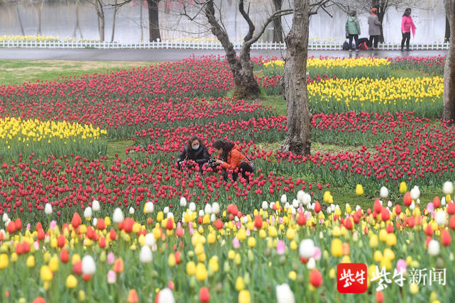 视频|赏花季来了!中山植物园,绿博园郁金香盛放,去赴一场春天的约会