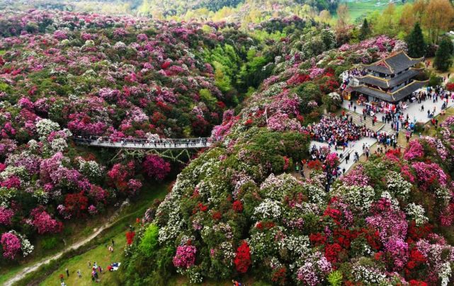 资料图  周燕林  摄 会上发布了2021年贵州百里杜鹃景区精品旅游线路