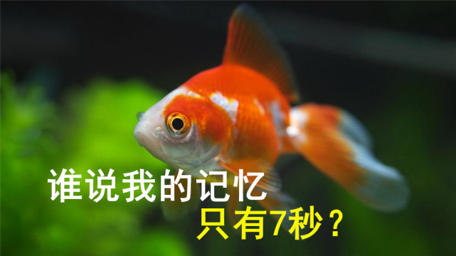 鱼的记忆只有7秒?鱼:你低估了我的记忆力和智商|辟谣