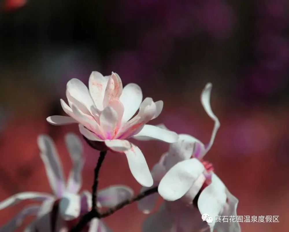 花开三月简谱_三月桃花心中开简谱(3)