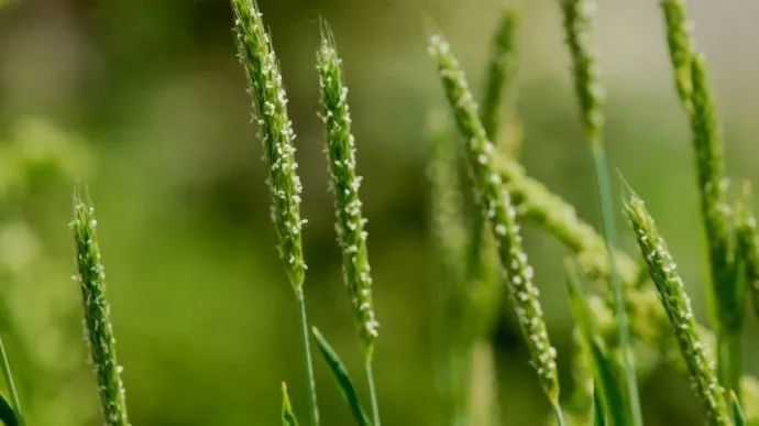 禾本科杂草属于单子叶植物,在麦田中常出现,出现后如不及时清除,结籽