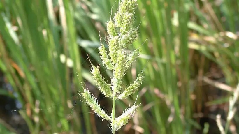 小麦小麦田禾本科杂草种类图谱及对应的防治药剂河北省