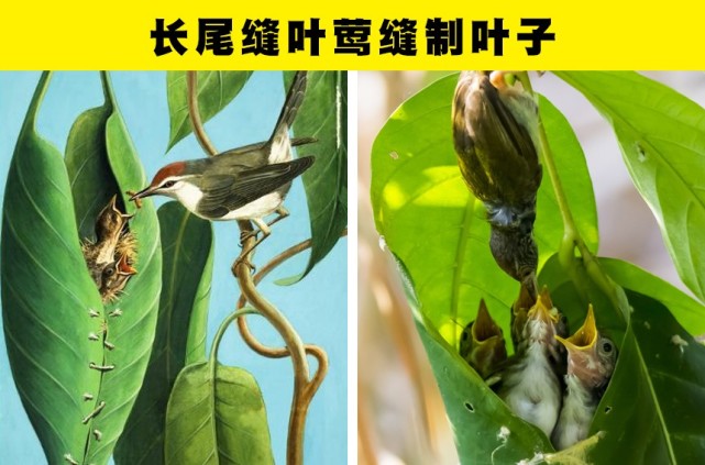 长尾缝叶莺的雌性鸟类是真正的建造大师,它们会精心选择那些更宽大