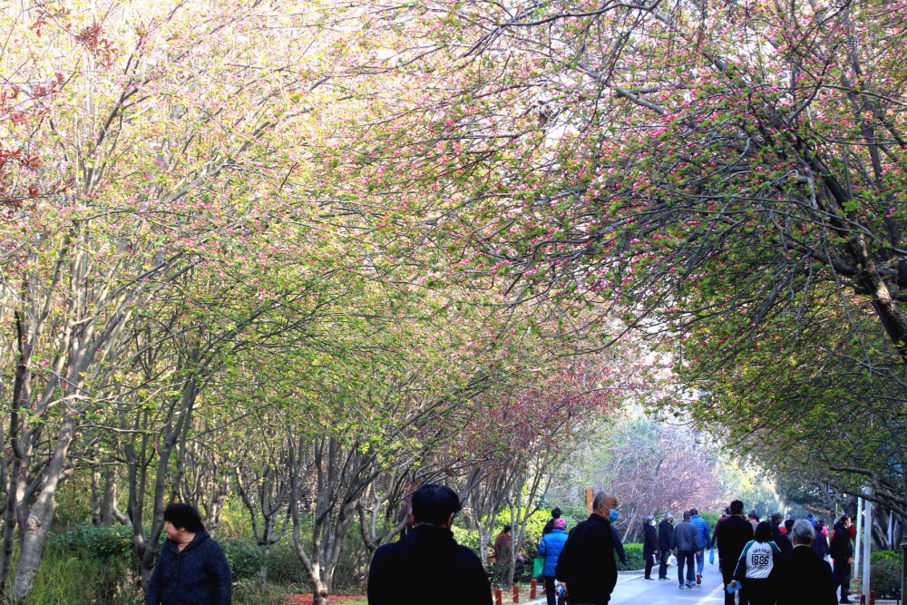 鸟舞花间,游人如织!郑州碧沙岗公园海棠初放,本周末在