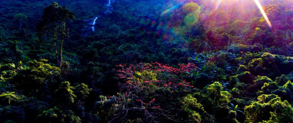 【琼北·琼中】百花岭上百花开,雨林深处如仙境