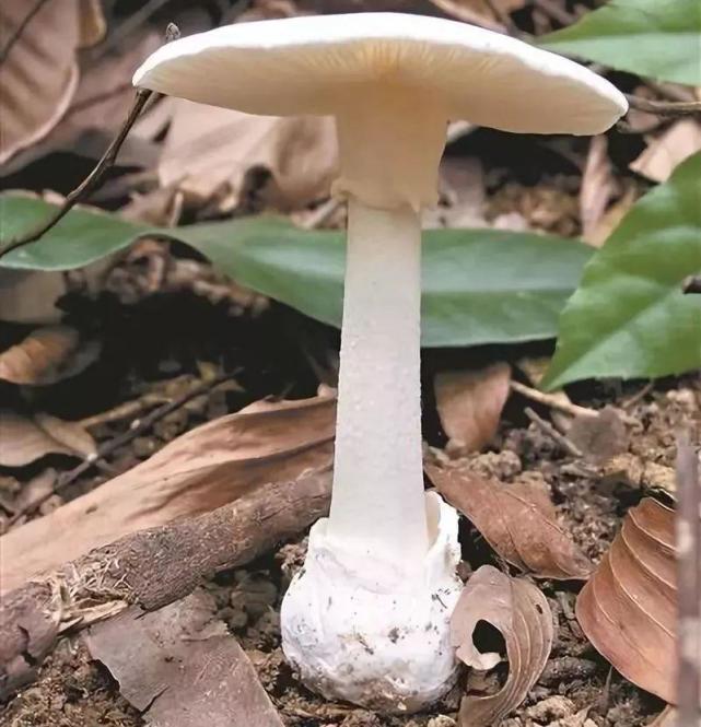 毒蘑菇"通缉令",这些毒蘑菇你认识吗?关于毒蘑菇的区分是真是假?