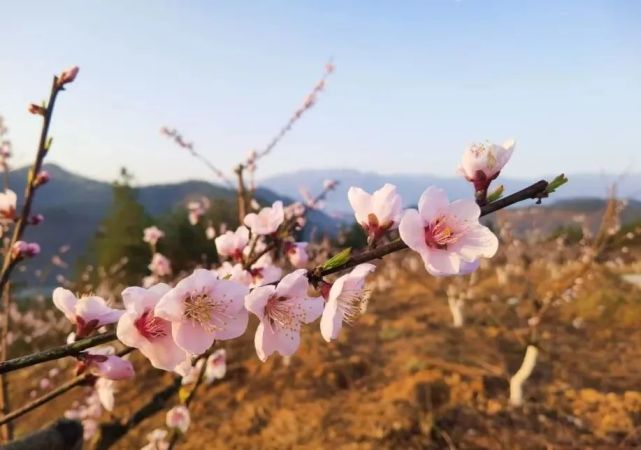 赏桃花,饮美酒,品美食,3月12日盘龙桃花谷来赴约