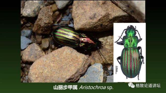 这只步甲叫做 山丽步甲属,在中国,它们分布在 海