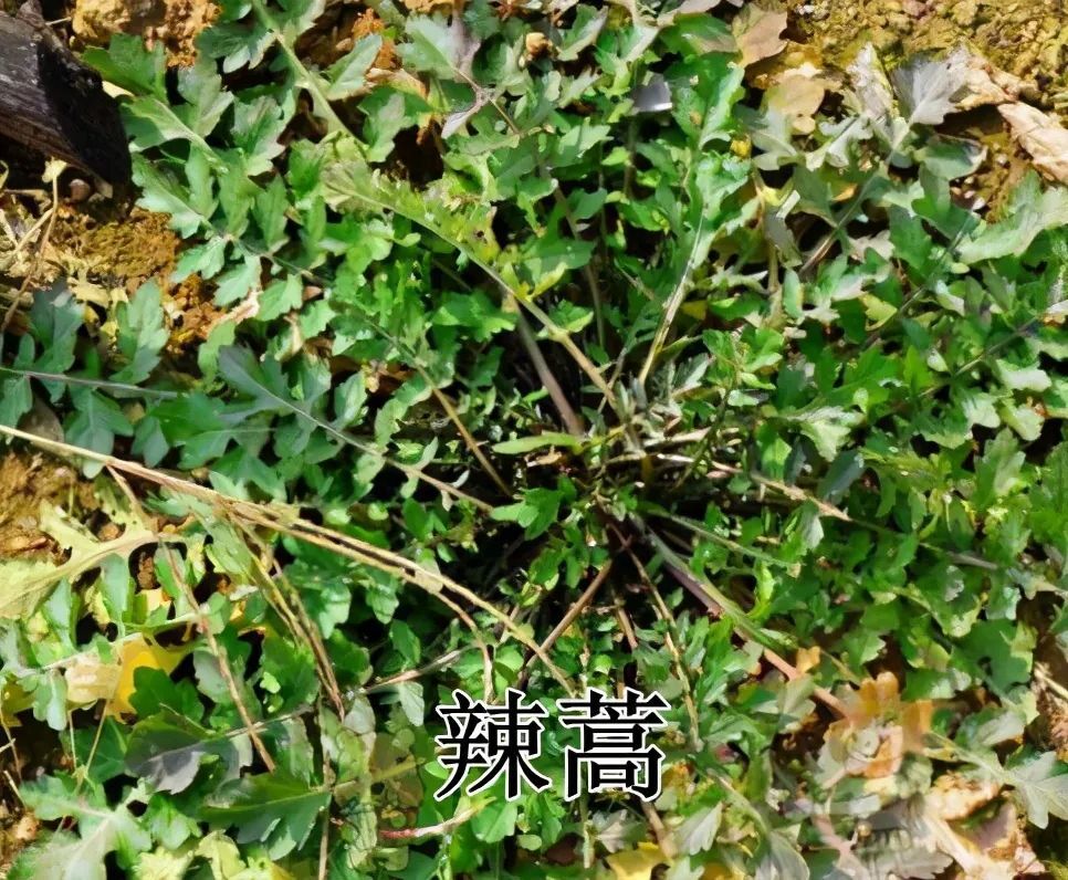 形状 荠菜叶都是平铺在地面上,辣蒿的叶子则是翘起来的.