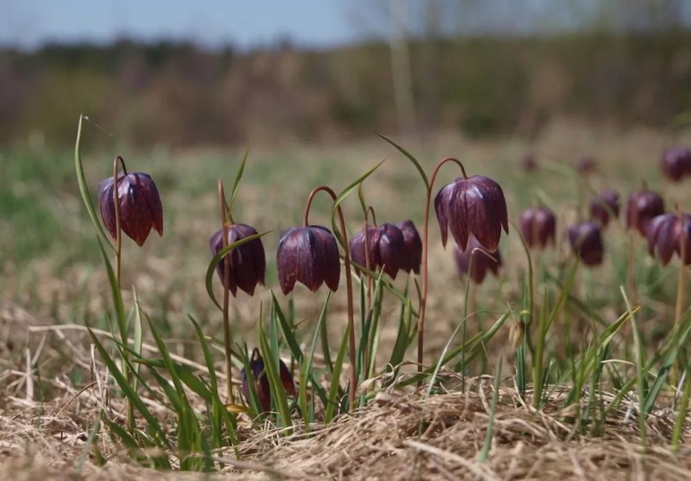 花格贝母 fritillaria meleagris l.