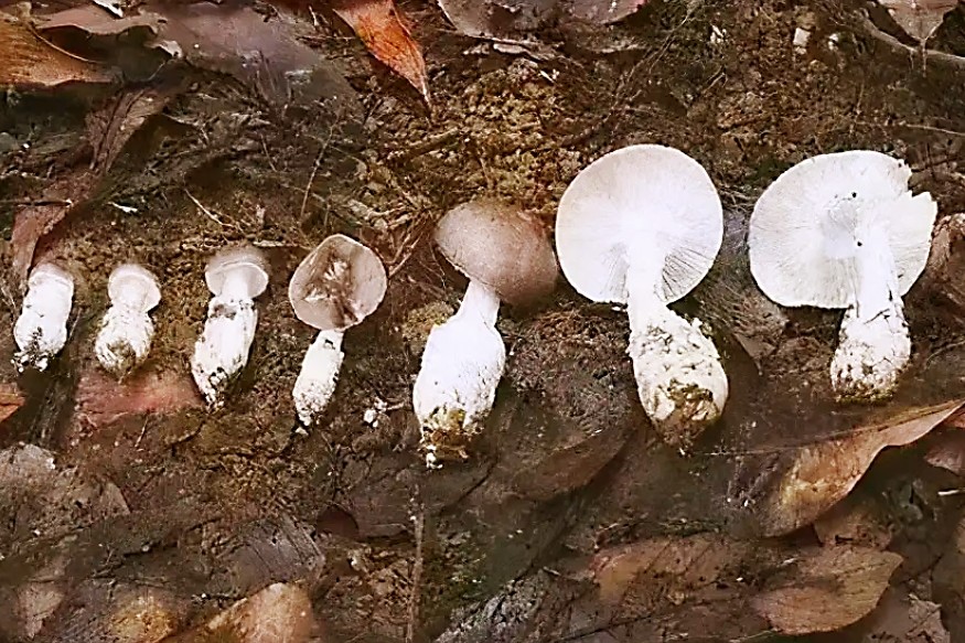 梧桐山惊现白色蘑菇鹅膏吃货们要注意小精灵不能随意吃