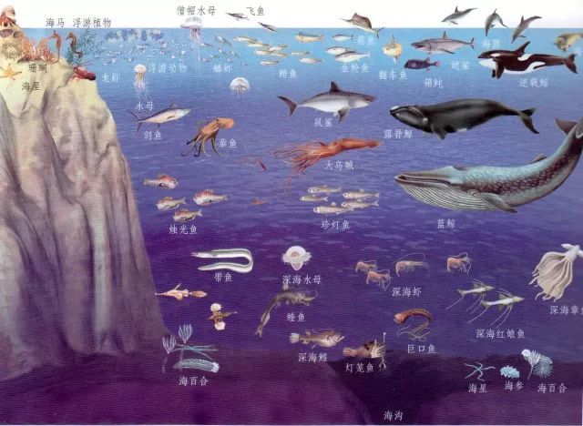 图1 现代海洋多层次生态系统 那么,这一动物生态分布格局是从何时