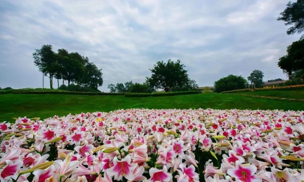 游湖,赏花,近距离窥视笼养"巨无霸",周末玩转花花大世界