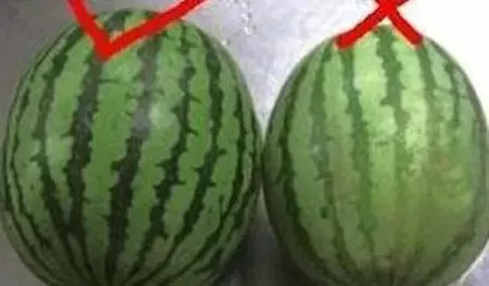 也就是说,声音略显清脆的西瓜大多是还没成熟的生瓜蛋子,而振动声音