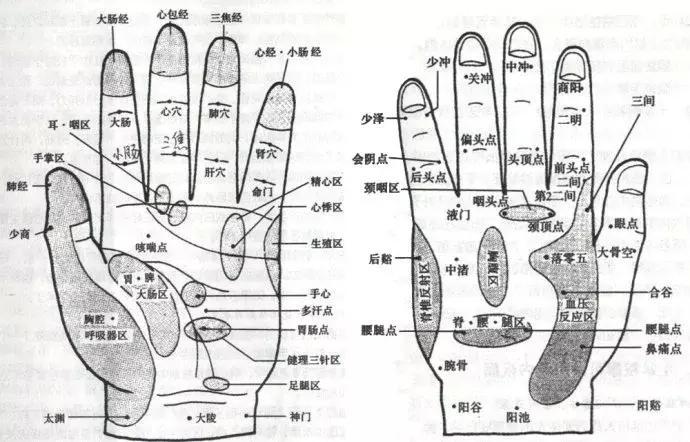 认识手足二反射区之手部反射区