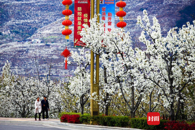 四川汉源:十里梨花白似雪 这是一条通向春天的景观大道|图集