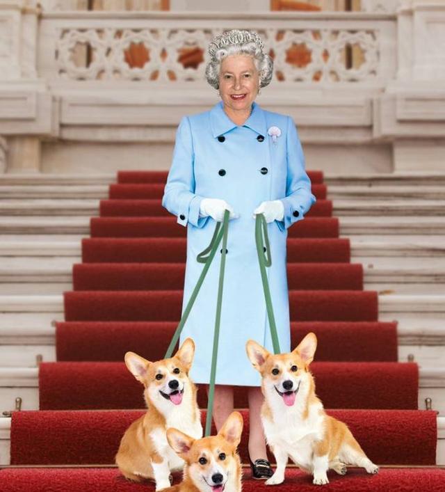 上周日英国白金汉宫上周日柯基犬,目前获安排入住温莎堡,以陪伴英女王
