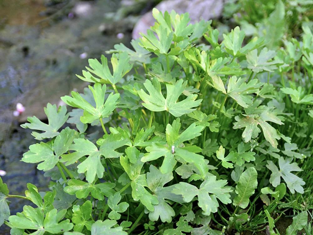 农村3种野芹菜,见到请认清楚,不要乱采挖,一个比一个危险