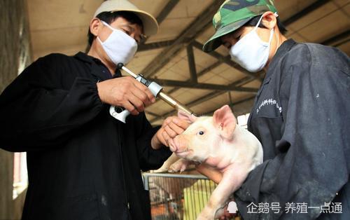 猪用疫苗接种123非瘟疫苗未出其它疫苗接种还有必要么