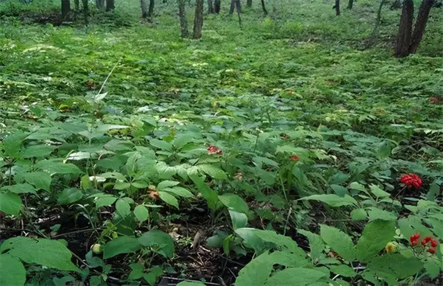 你并不了解的山宝山参人参高丽参西洋参