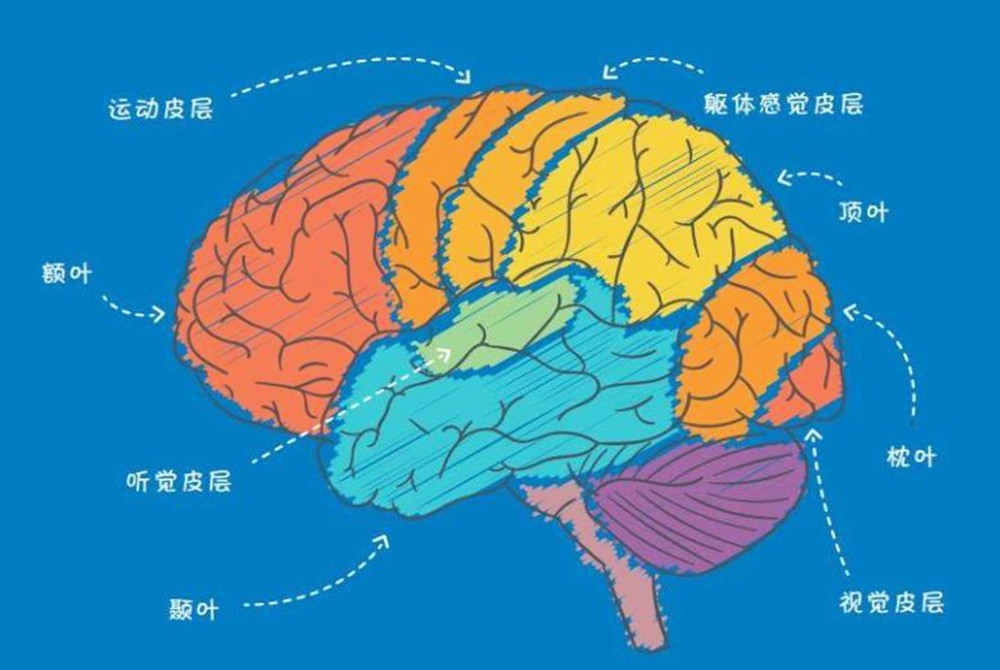 于是人们在大脑地图中发现,人体的十根手指以及手掌部位,在大脑地图中