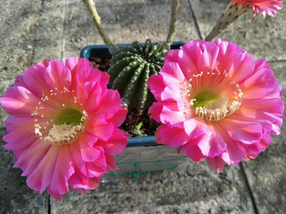 仙人球界的"开花机器"——浓桃筋,一年多次重复开花,又美又香