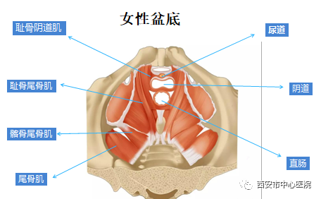 女性产后盆底肌为什么需要锻炼