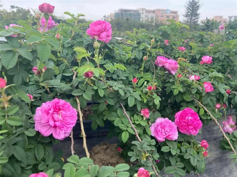 春赏荼薇秋赏菊中山小榄的远古玫瑰花开了