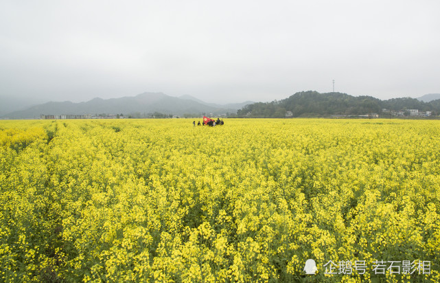 江西万载县白良镇千亩油菜花绽放