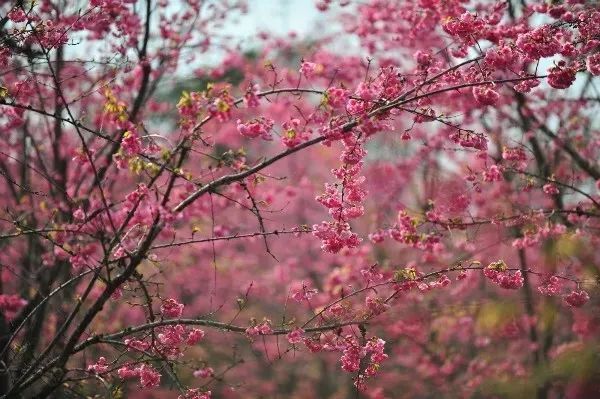 "樱"你而醉～2021年新平"樱花节"来咯!最全攻略