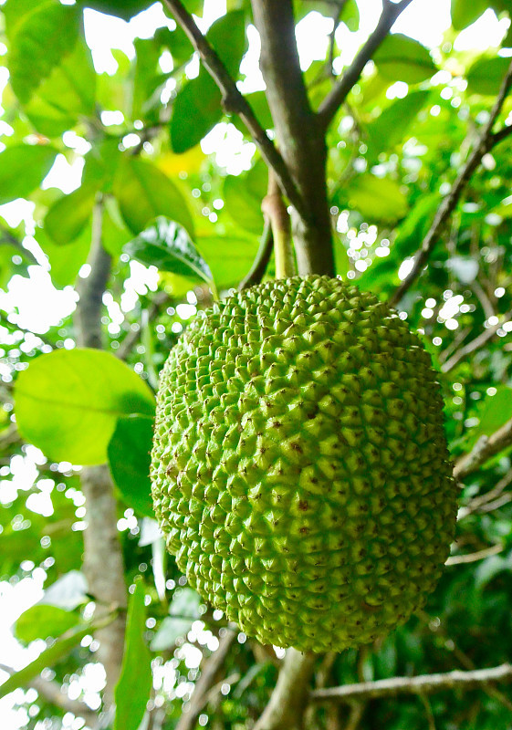 榴莲为木棉科榴莲属热带落叶高大乔木植物榴莲的果实.