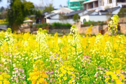 油菜花不只有黄色,两江新区这里有一片五彩油菜花海