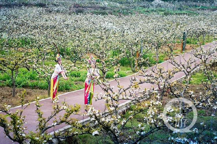 《梨园春色》组照五 何彪 摄于巴南区二圣镇天坪山梨园