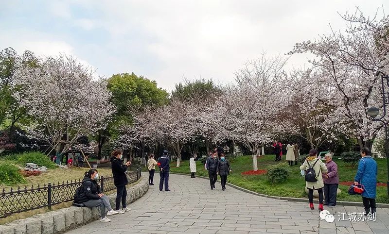 樱花之约,相约堤角——盛开的樱花装扮的武汉堤角公园