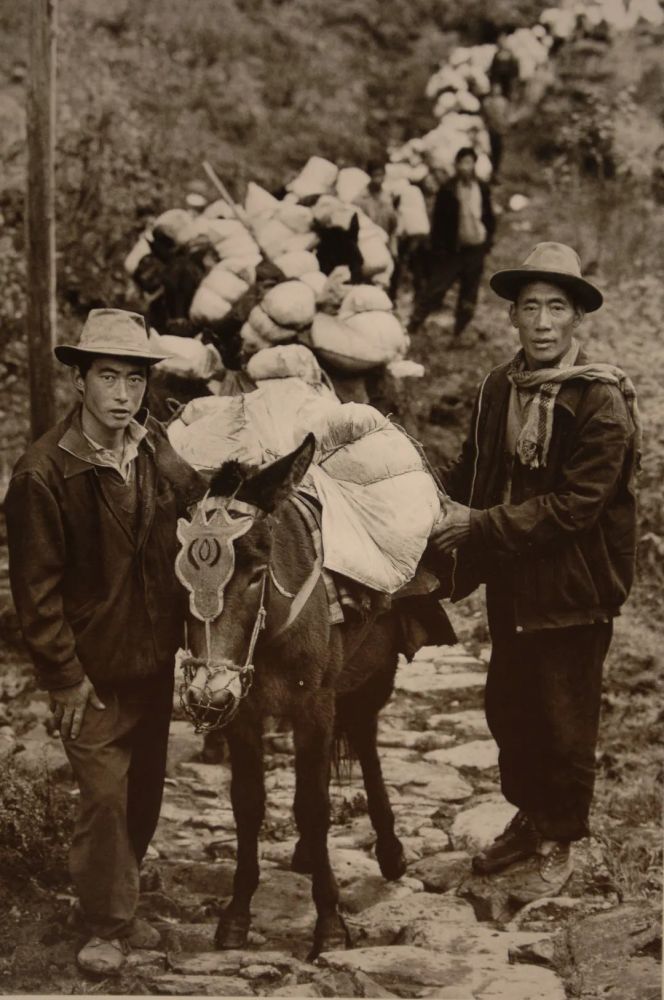 古道川藏段,因缺乏高山骡马,而人力低廉,选择人力背夫的形式运输茶叶