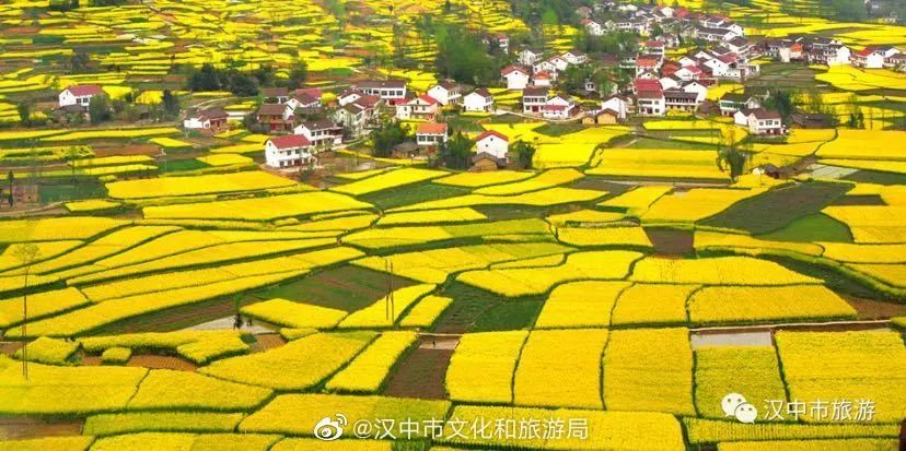 汉中油菜花海,51个最佳观花点,等你来打卡!