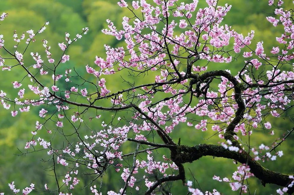 闽北美景|政和:春和景明百花盛开,这里的每一寸春色都美得像画