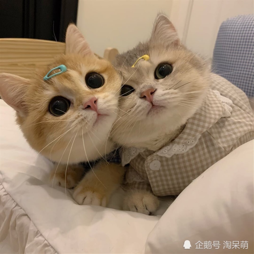 最后一页 两只憨憨可爱得不要不要的 (来自:淘呆萌)