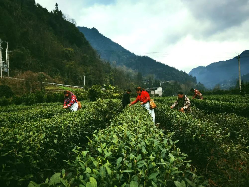 春风绿新芽,利川这个乡镇茶叶开市啦!