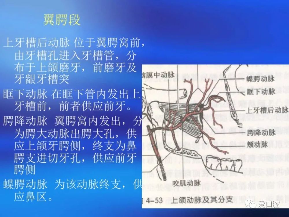 口腔局部解剖学之血管