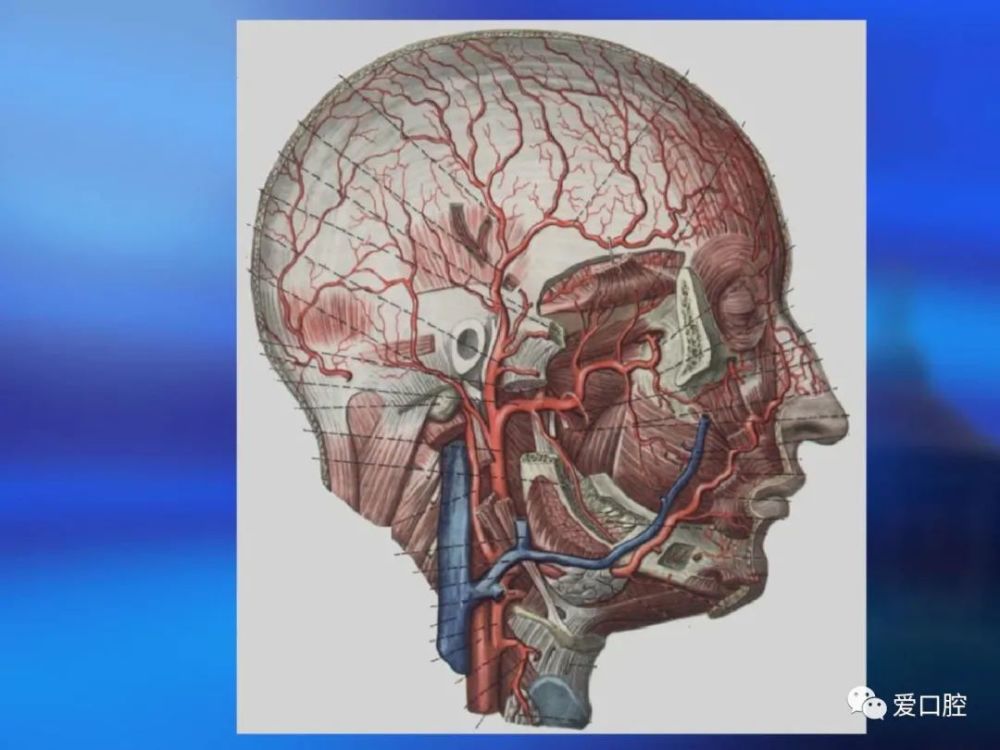 口腔局部解剖学之血管