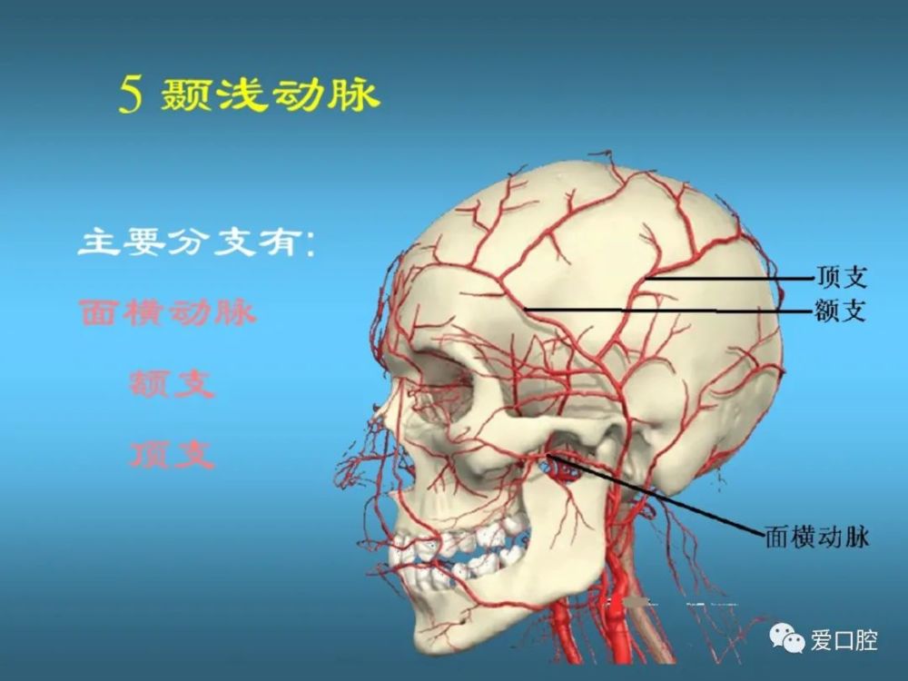 口腔局部解剖学之血管