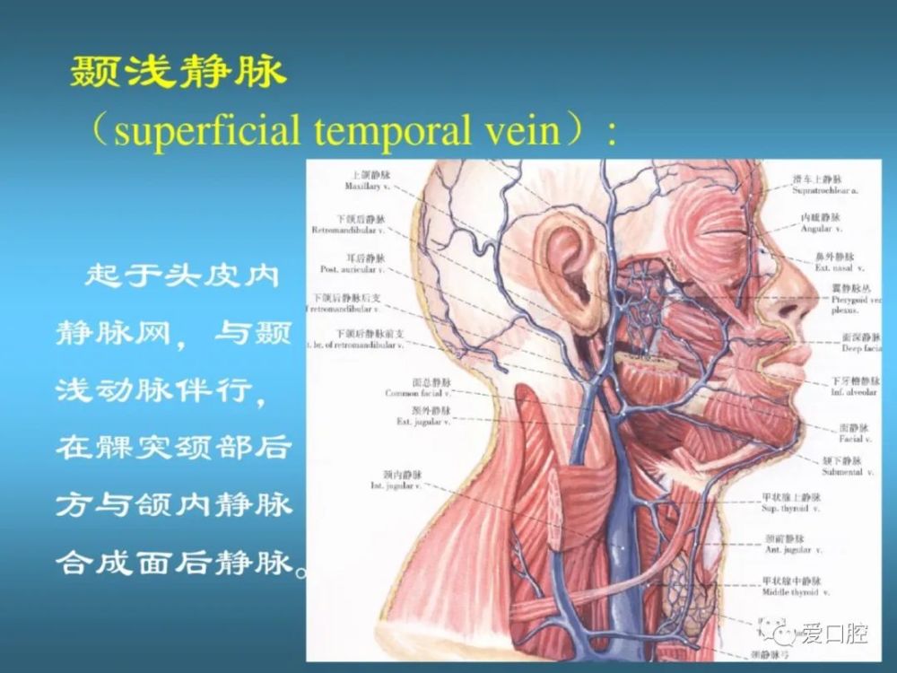 口腔局部解剖学之血管